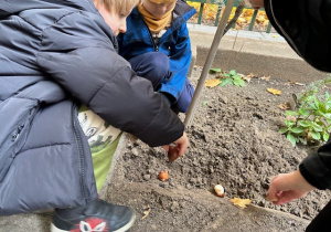 dzieci sadzą cebulki tulipanów