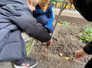 Sadzimy tulipany w ogrodzie przedszkolnym