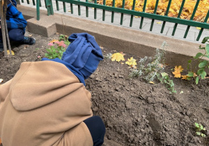 dzieci sadzą cebulki tulipanów