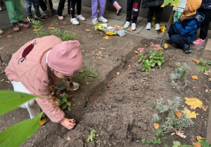 dzieci sadzą cebulki tulipanów