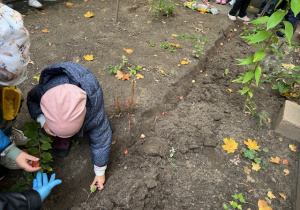 dzieci sadzą cebulki tulipanów