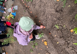 dzieci sadzą cebulki tulipanów