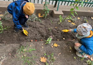 dzieci sadzą cebulki tulipanów