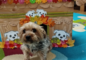 Pies wychodzi z budy wykonanej przez dzieci