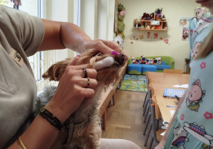 Nauczyciel pokazuje jak się czyści zęby u psa