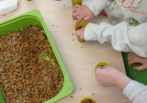 dzieci wkładają nasionka do pojemniczków