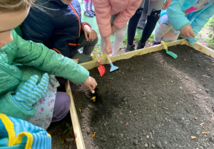 dzieci sadzą cebulki