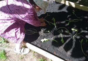 dziecko wkłada roślinkę do ziemi