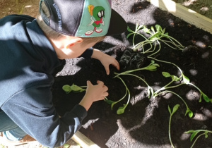 dziecko wkłada roślinkę do ziemi